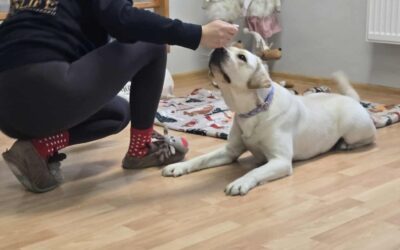 Zajęcia z dogoterapii 🐶